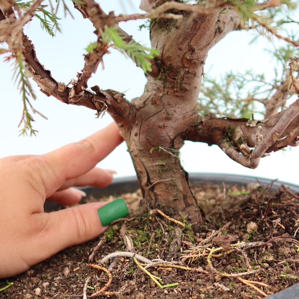 Bonsai ogrodowe – Juniperus chinensis Itoigawa – jałowiec chiński