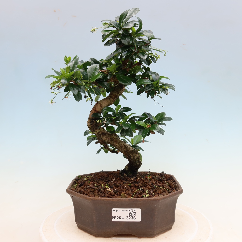 Bonsai pokojowe - Carmona macrophylla - Tea fuki