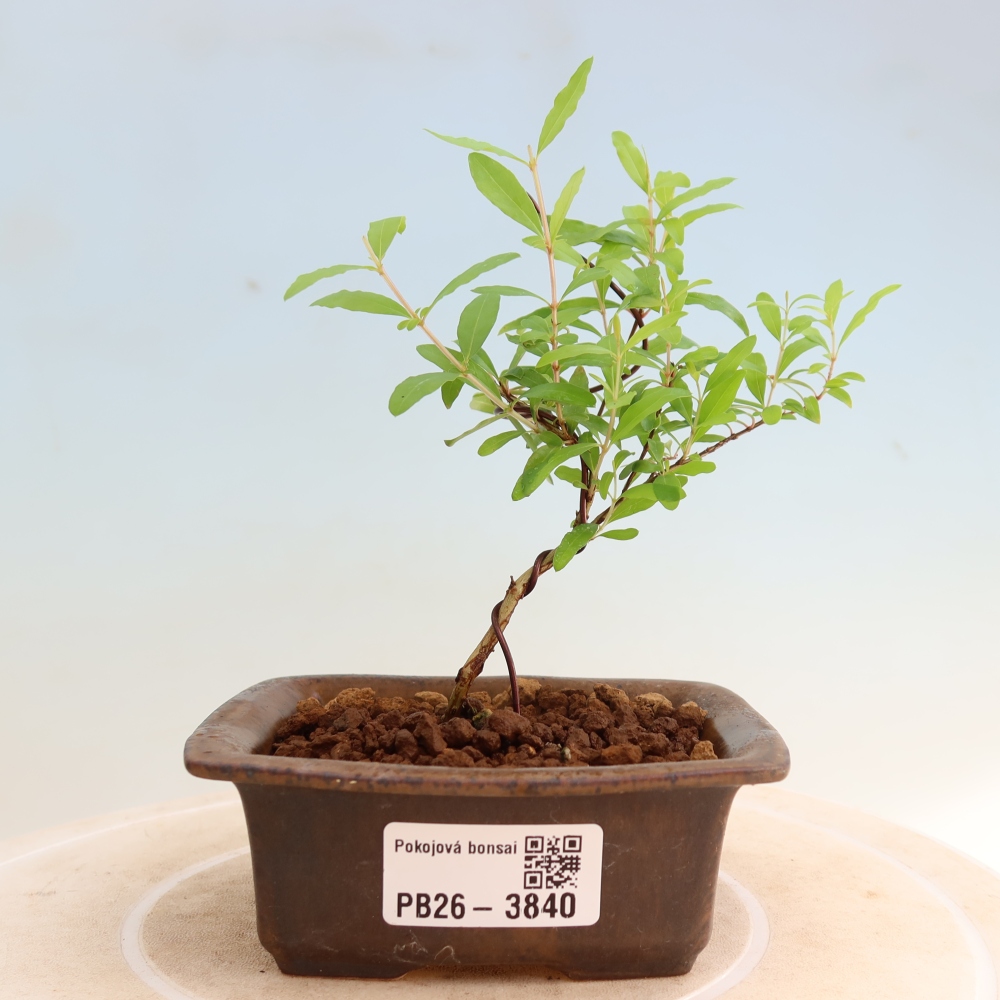 Pokój bonsai - PUNICA granatum nana - jabłko granatu