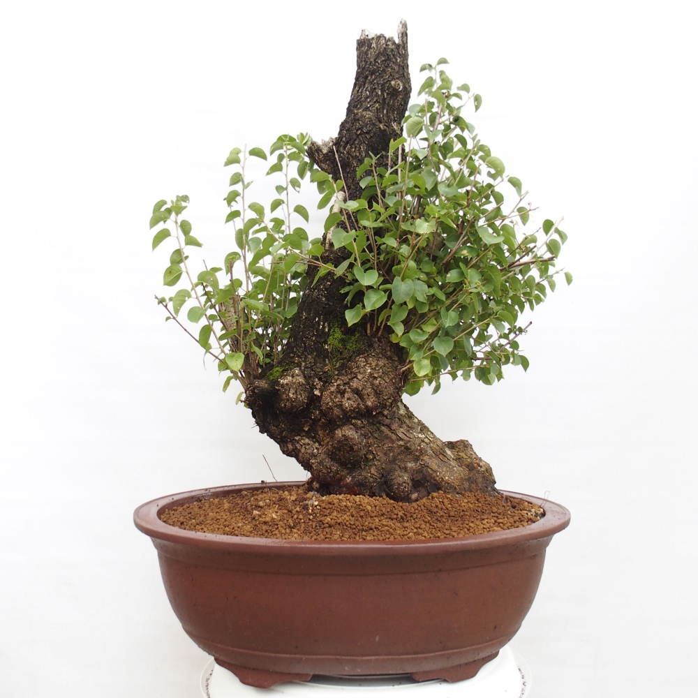 Bonsai na zewnątrz - Mahalebka - Prunus mahaleb