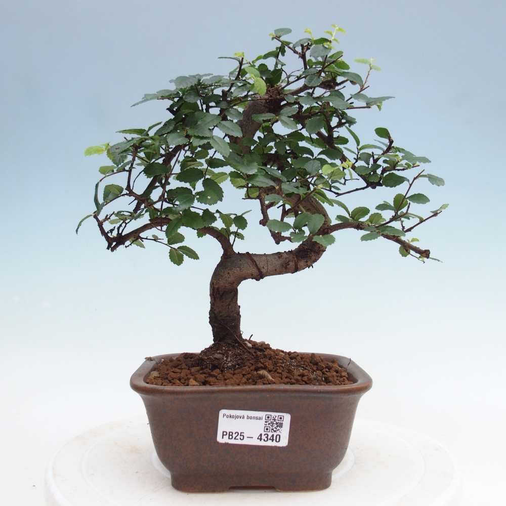 Pokój bonsai - Ulmus parvifolia - Wiąz drobnolistny