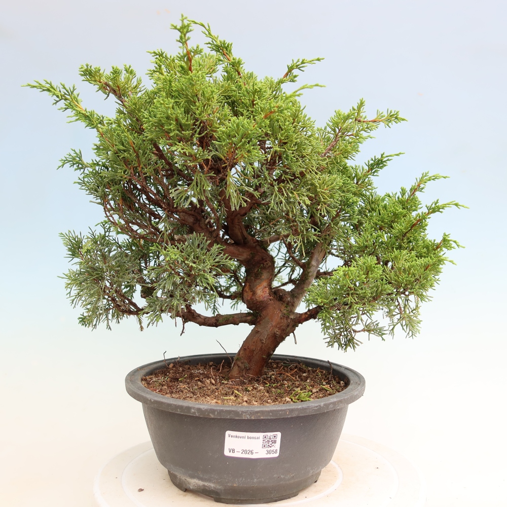 Bonsai ogrodowe – Juniperus chinensis Itoigawa – jałowiec chiński