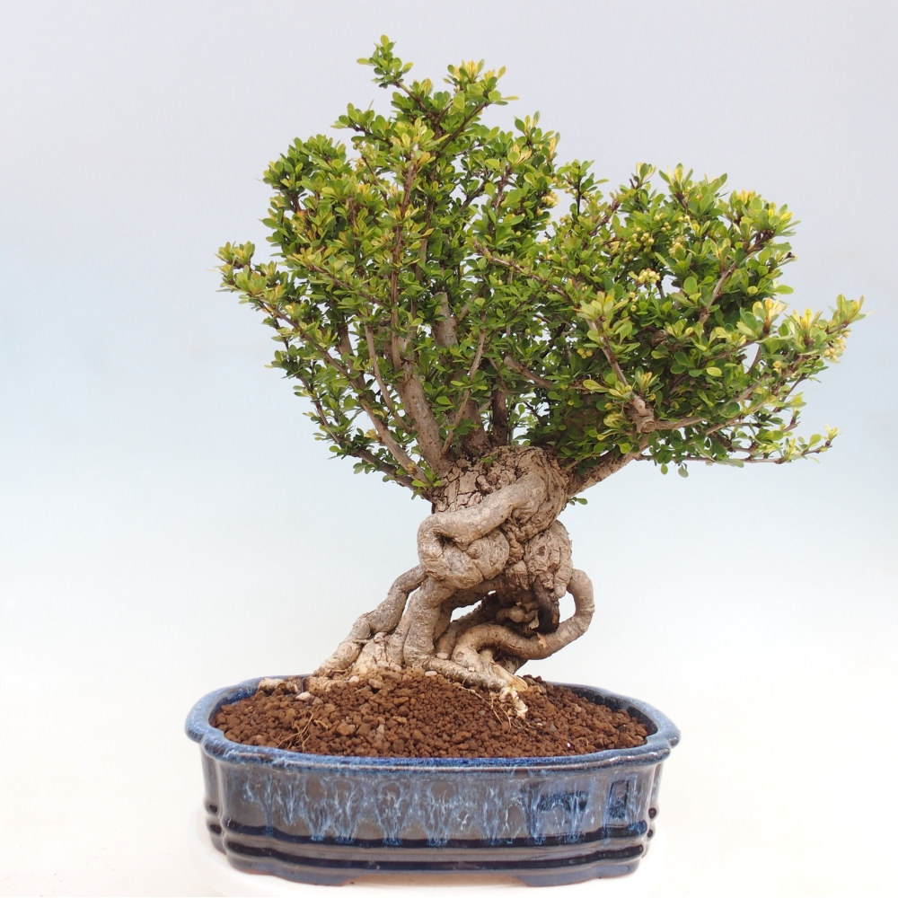 Bonsai zewnętrzne - Berberis coreana