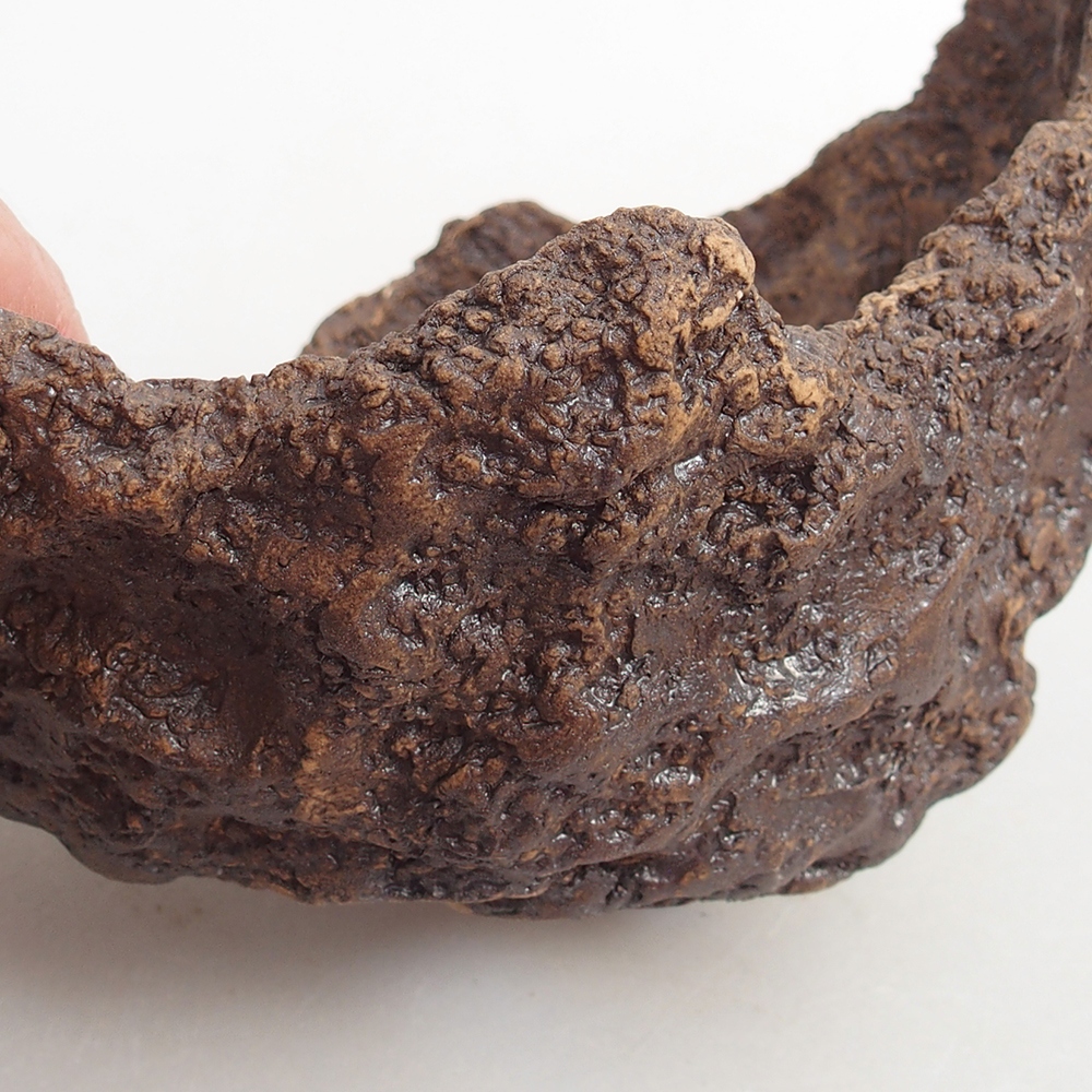 Ceramiczna muszla 13 x 11 x 11 cm, kolor brązowy