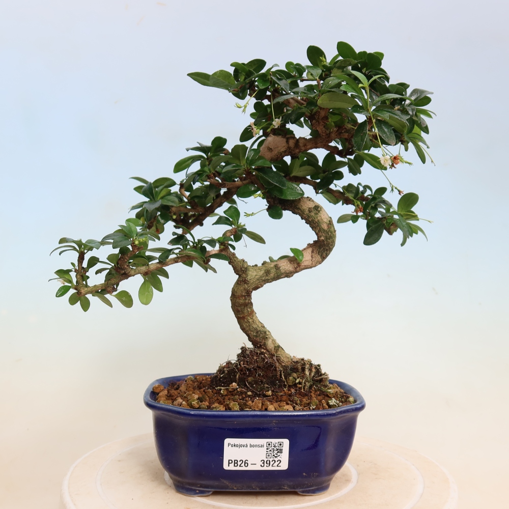 Bonsai pokojowe - Carmona macrophylla - Tea fuki
