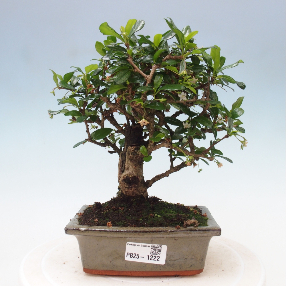 Bonsai wewnętrzne - Carmona makrophylla - Herbata Fuki