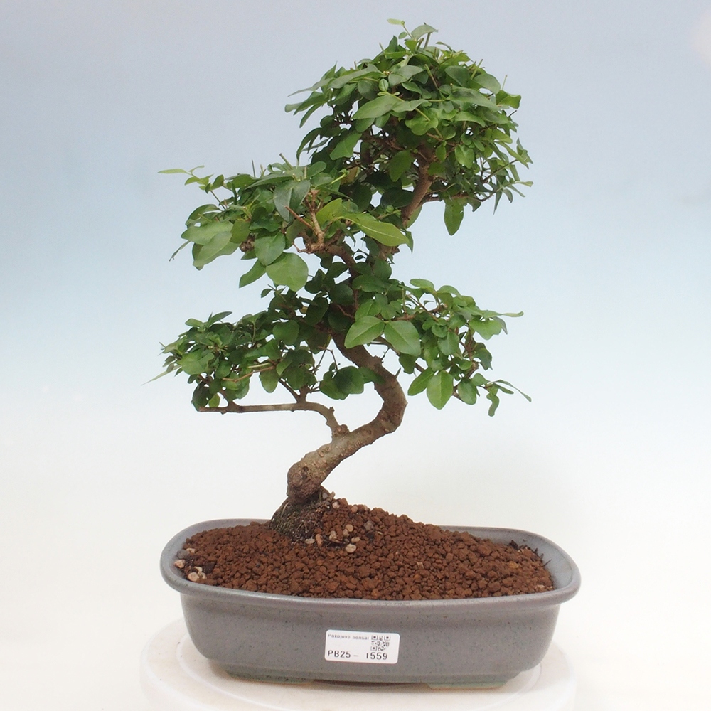Pokój bonsai -Ligustrum chinensis - Ptasie oko