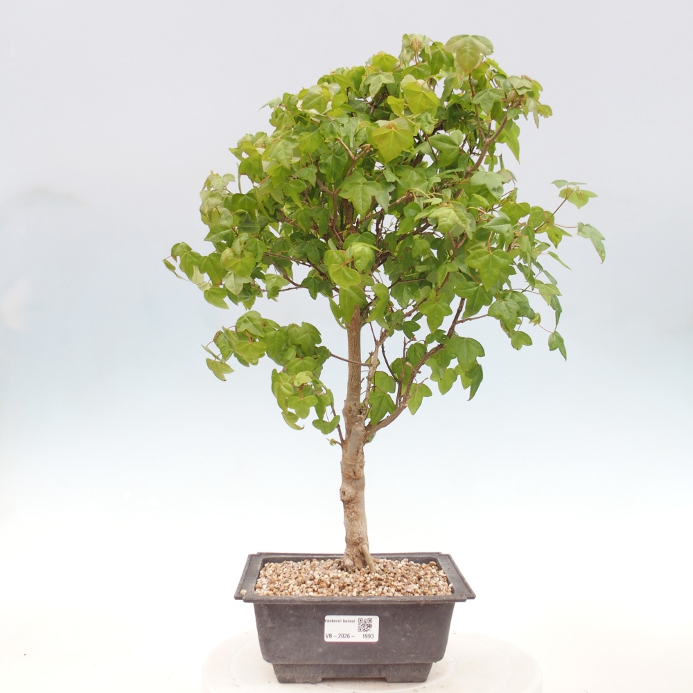 Outdoor bonsai - Acer Buergerianum - Klon Burger