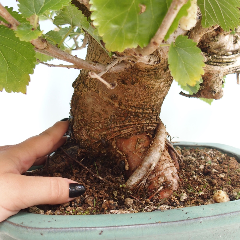 Bonsai outdoor - Morus alba - morwa