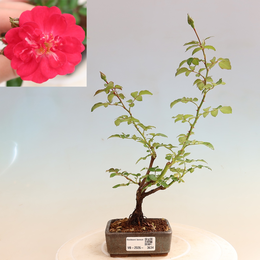 Bonsai ogrodowe – Rosa Kordes – róża