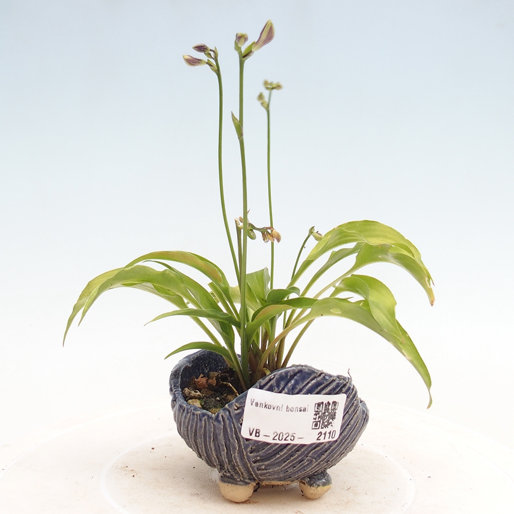 Outdoor bonsai - Mini Hosta - Bogini