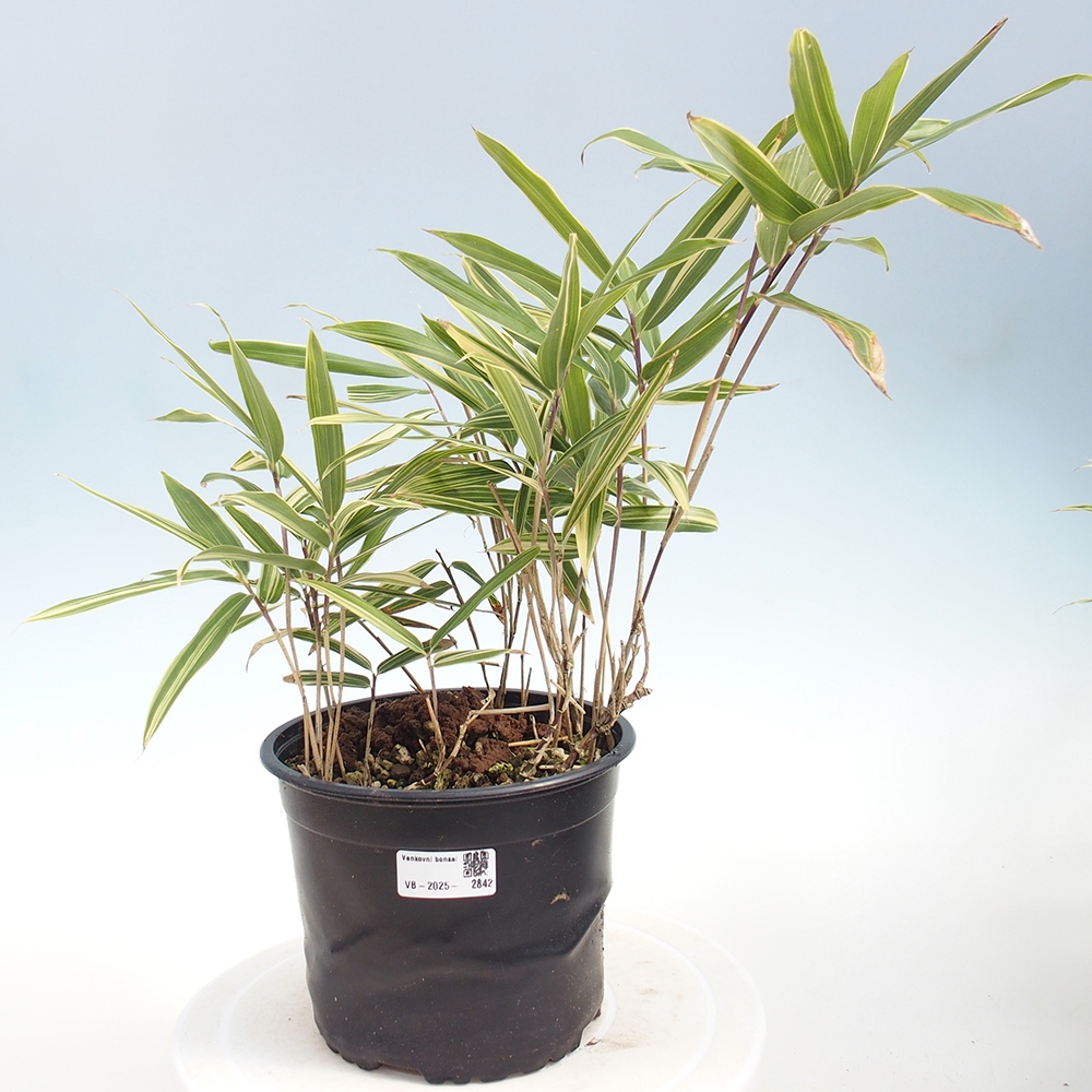 Bonsai zewnętrzne - Sasaella masamuneana Albostriata - Bambus