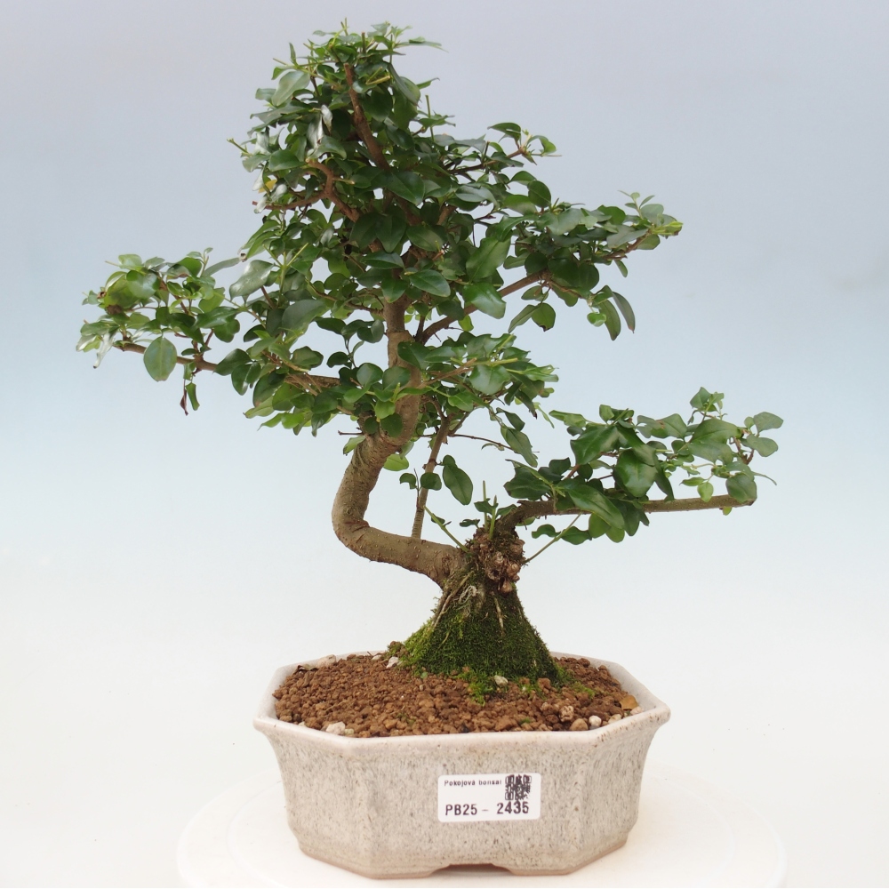 Indoor bonsai -Ligustrum chinensis - dziób ptaka