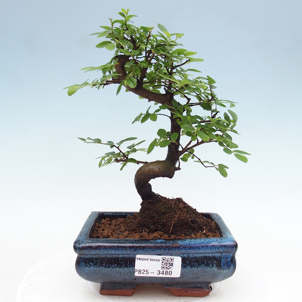 Pokój bonsai - Ulmus parvifolia - Wiąz drobnolistny
