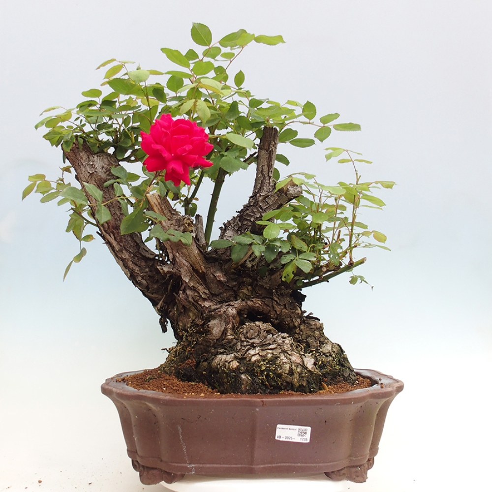 Bonsai na zewnątrz - Rosa Kordes - róża 