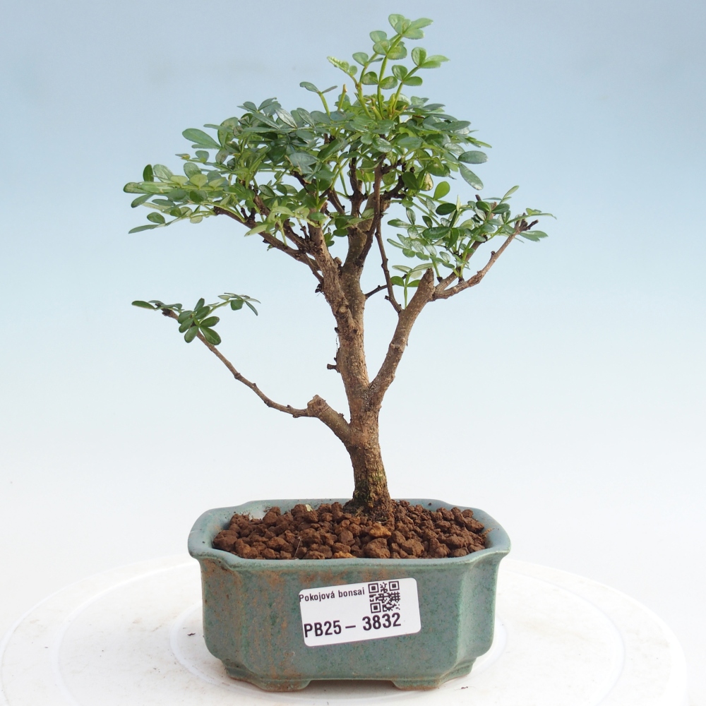 Pokój bonsai - Zantoxylum piperitum - Drzewo pieprzowe PB220935