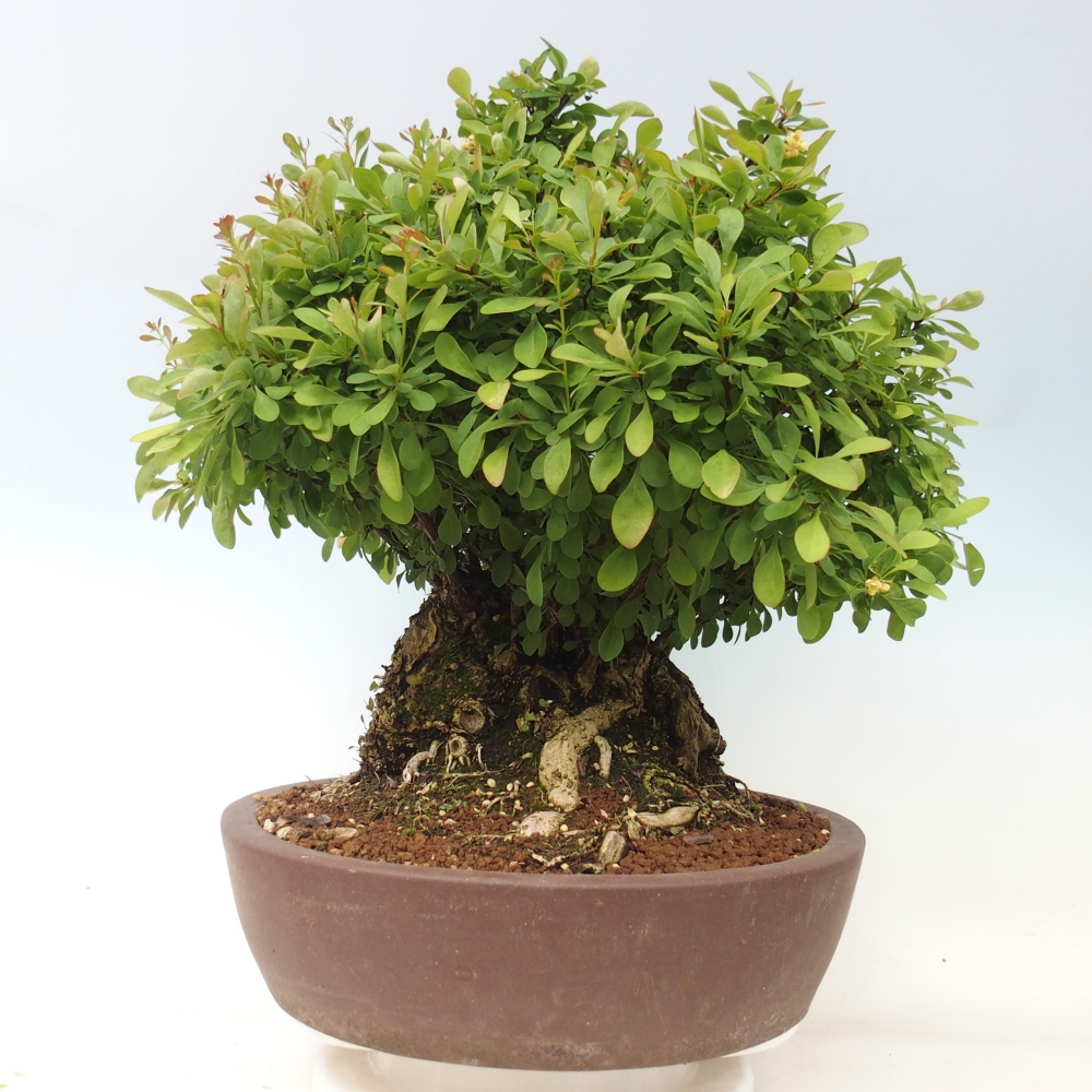 Zewnętrzne bonsai - Berberys - Berberis thunbergii atropurpurea