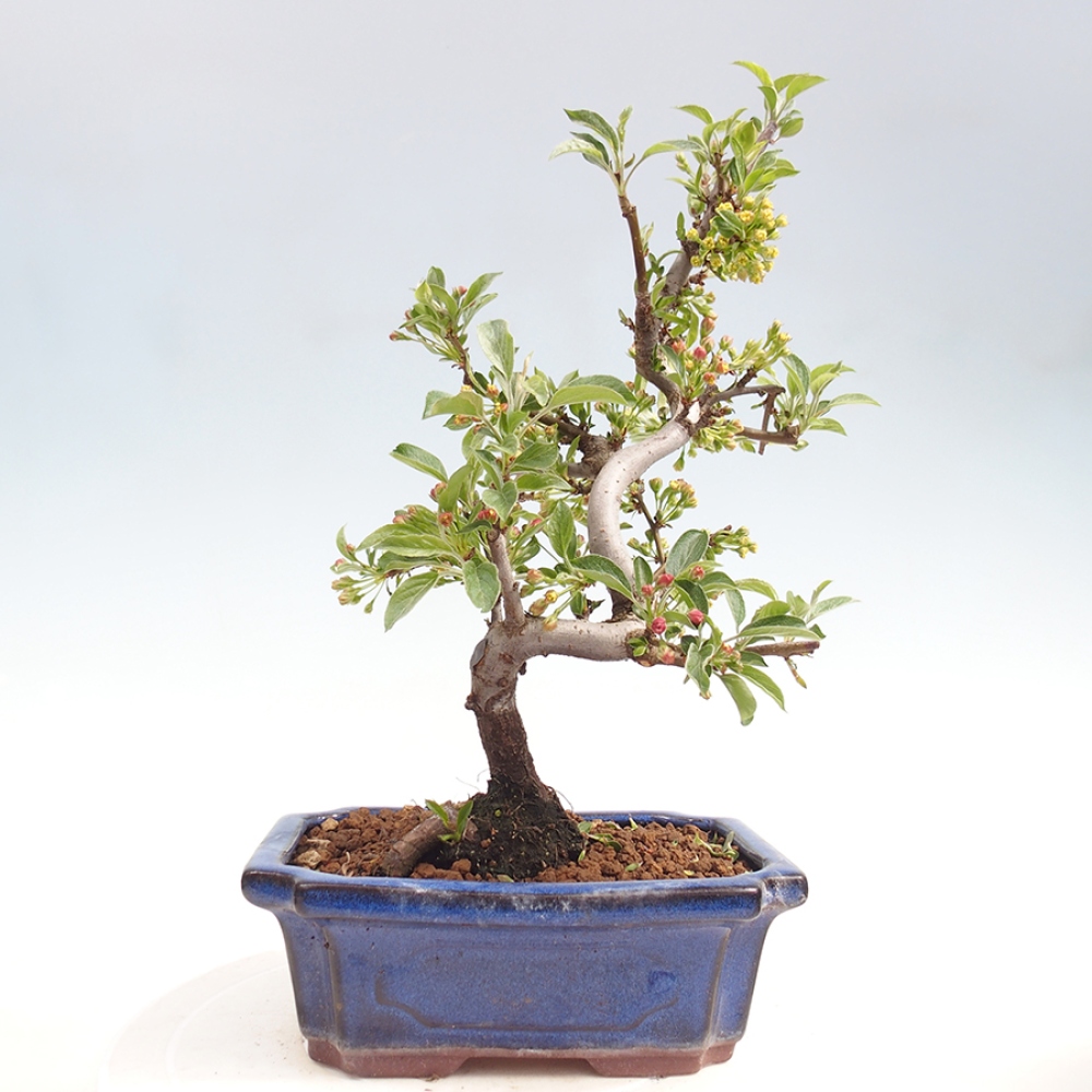 Outdoor bonsai - Malus sargentii - Jabłoń drobnoowocowa