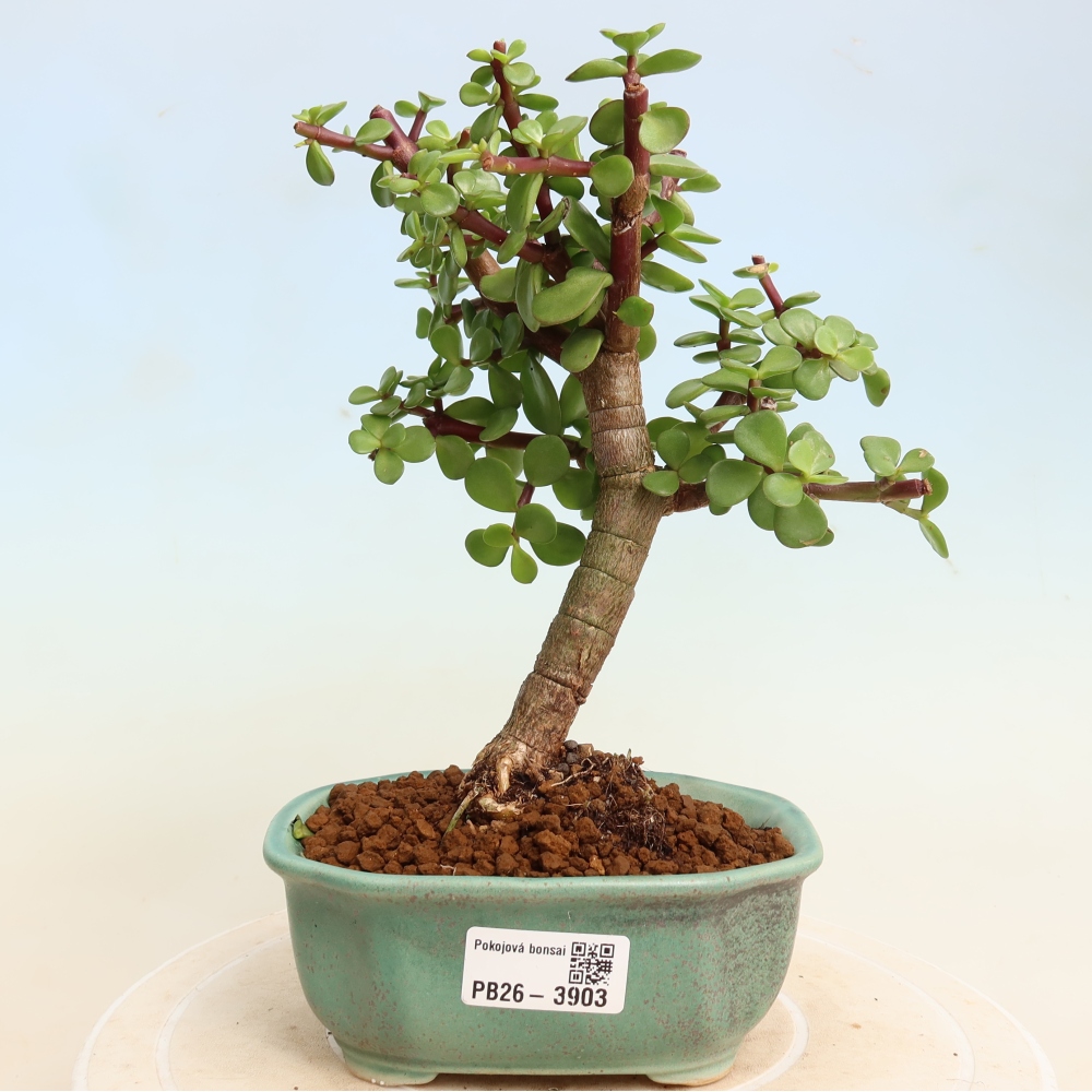 Pokój bonsai - Portulakaria Afra - Tlustice
