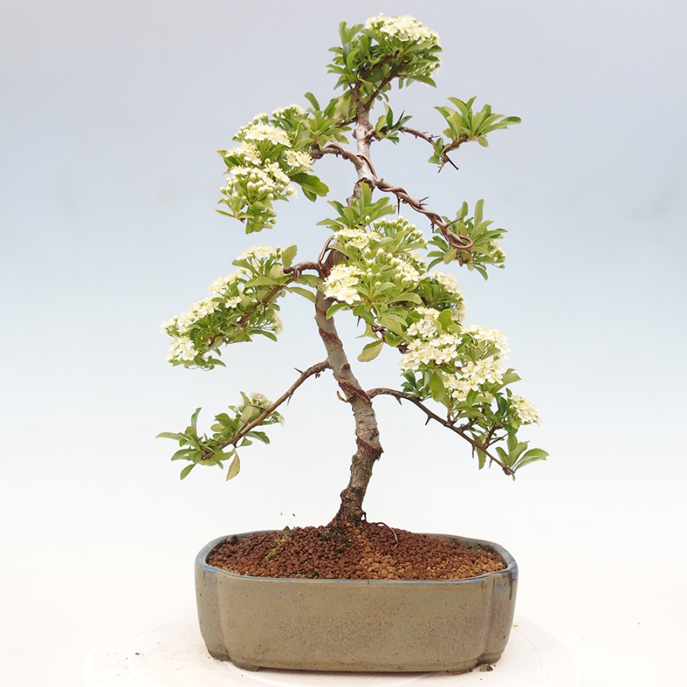 Outdoor Bonsai-Pyracanta Teton-Piekarnia