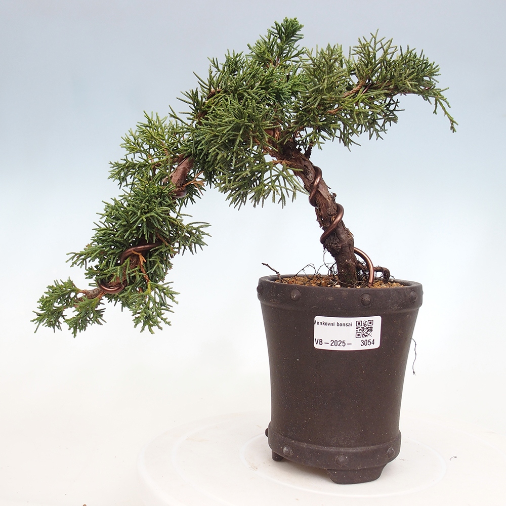 Bonsai zewnętrzne - Juniperus chinensis Kishu - Jałowiec chiński