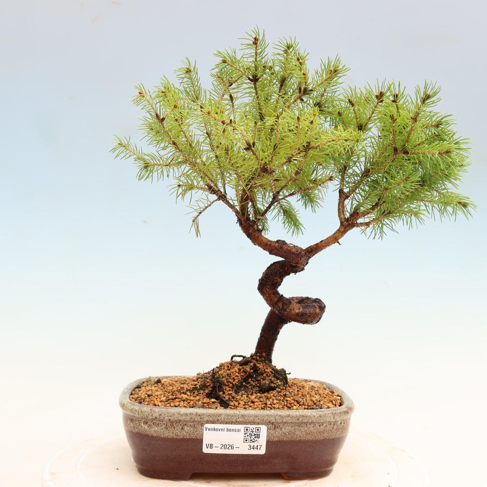 Bonsai ogrodowe – Świerk szary – Picea glauca globe