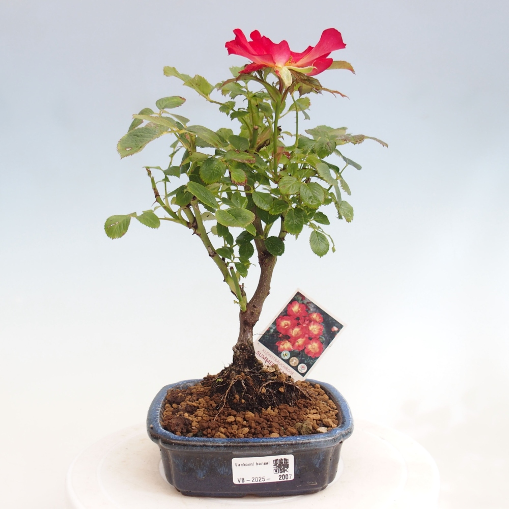 Bonsai na zewnątrz - Rosa Kordes - róża 