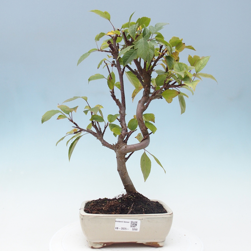 Bonsai plenerowe - Malus Halliana - Jabłoń drobnoowocowa