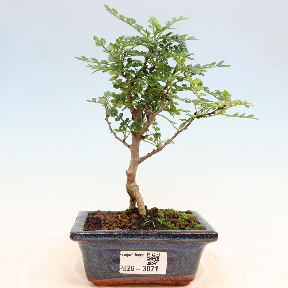 Pokój bonsai - Zantoxylum piperitum - drzewo pieprzowe