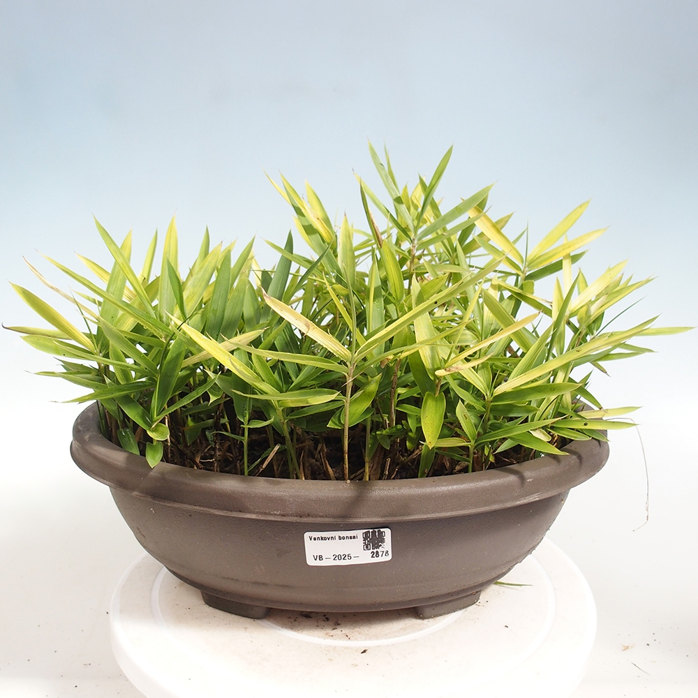 Bonsai zewnętrzne - Pleioblastus argenteostriatus f.pumilus - Bambus karłowaty