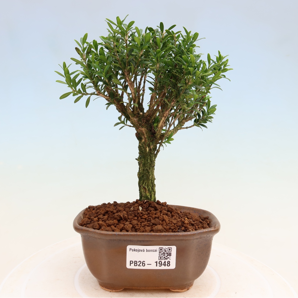 Pokój bonsai - Buxus harlandii - buxus korkowy