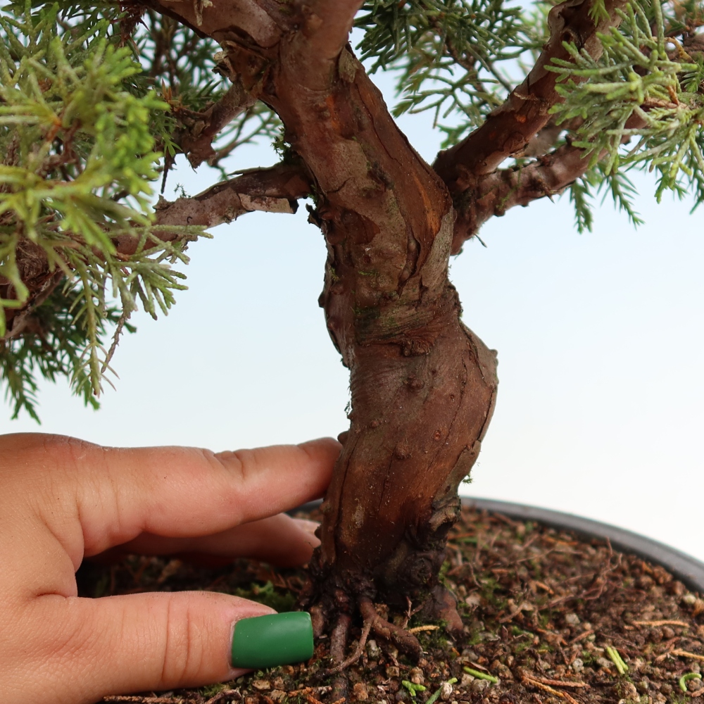 Bonsai ogrodowe – Juniperus chinensis Itoigawa – jałowiec chiński