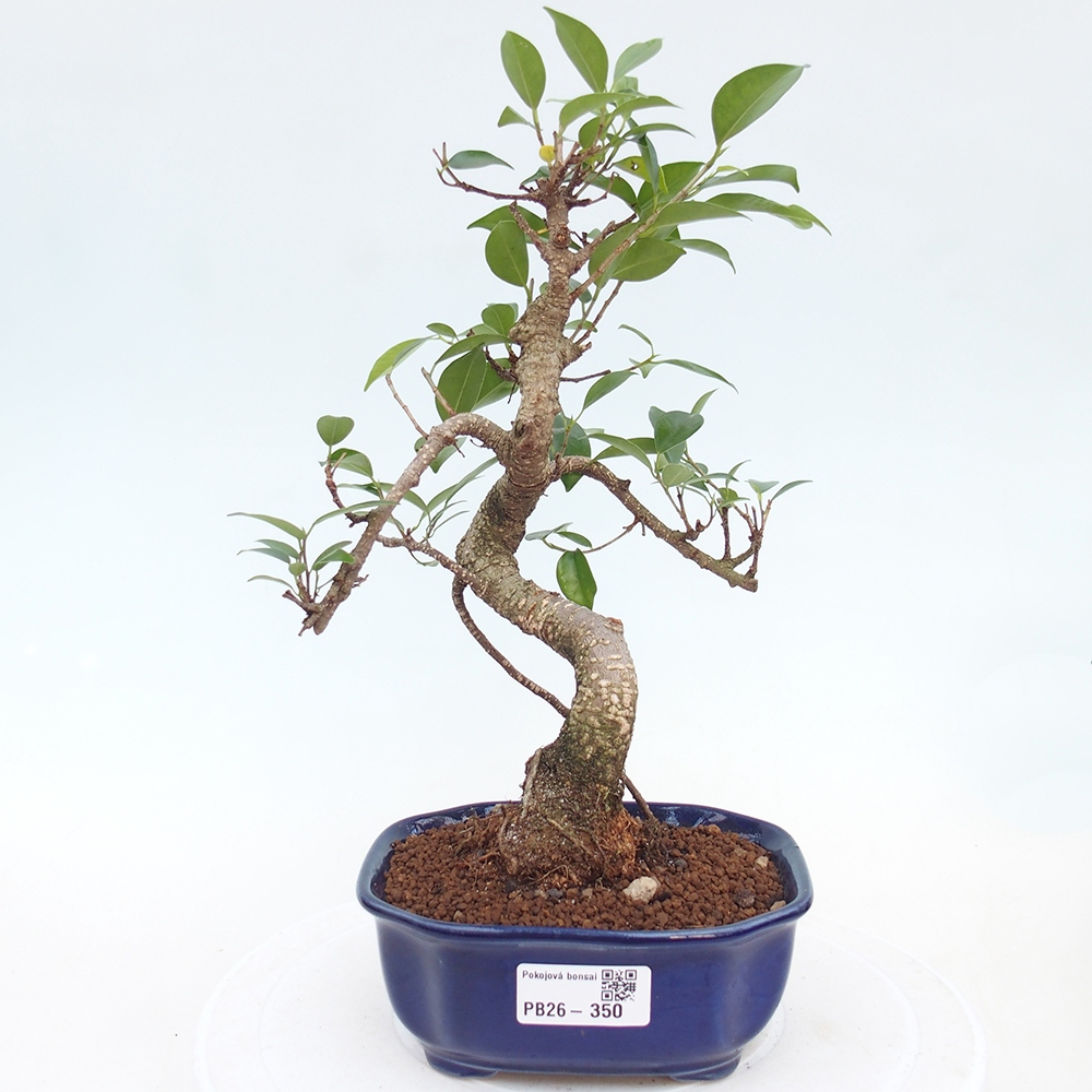 Pokój bonsai - Ficus retusa - figowiec drobnolistny