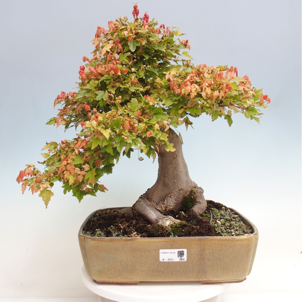 Outdoor bonsai - Maple Buergerianum - Burger Maple