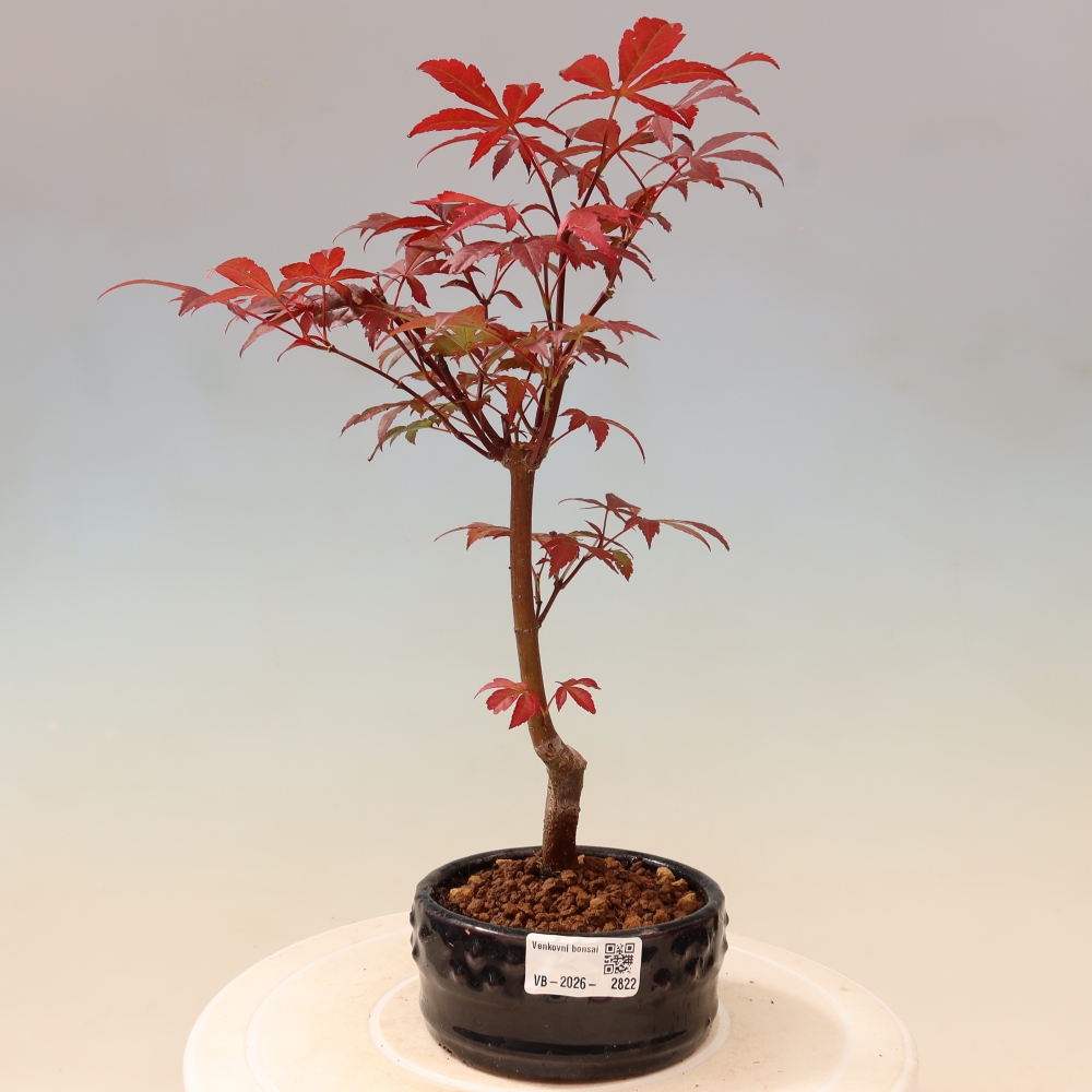 Bonsai na zewnątrz - Palma Acer. Atropurpureum-Javor palmate