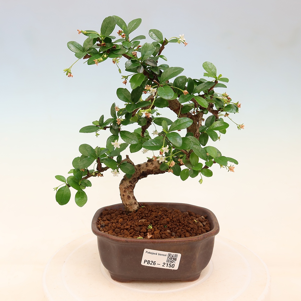 Bonsai pokojowe - Carmona macrophylla - Tea fuki