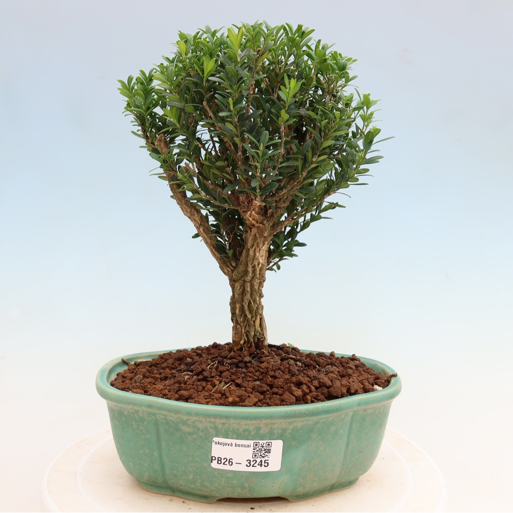 Pokój bonsai - Buxus harlandii - buxus korkowy