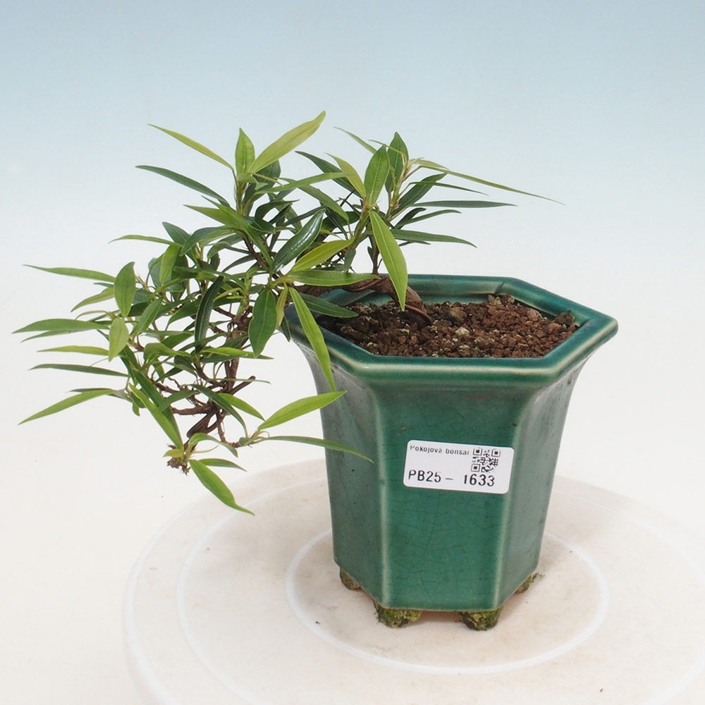 Bonsai wewnętrzne - Ficus nerifolia - figowiec drobnolistny