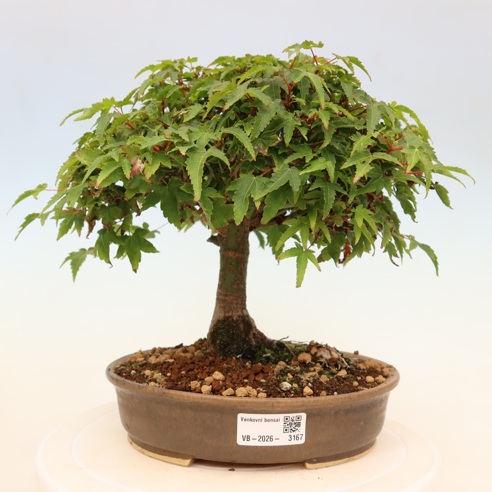 Acer palmatum KIOHIME - klon palmowy