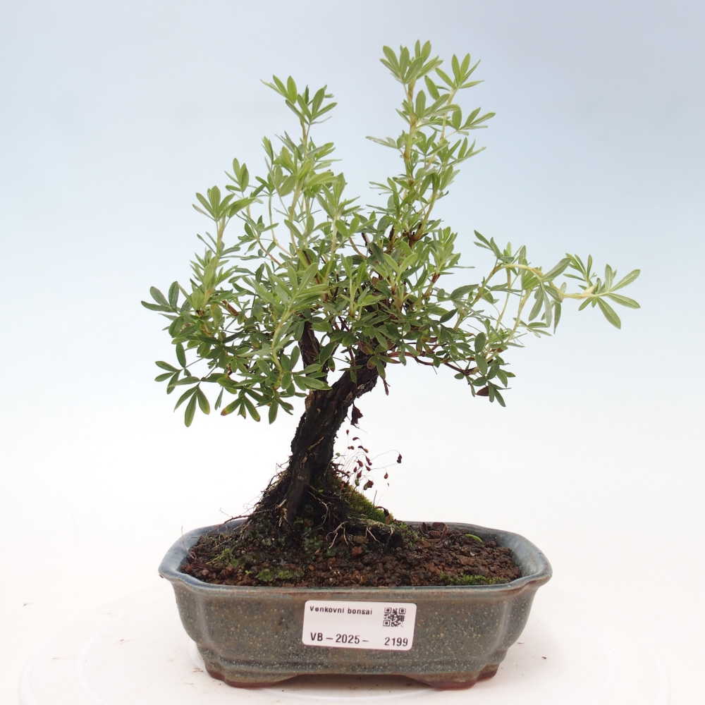 Outdoor bonsai-Pięciolistnik - Potentila fruticosa żółty Ptak