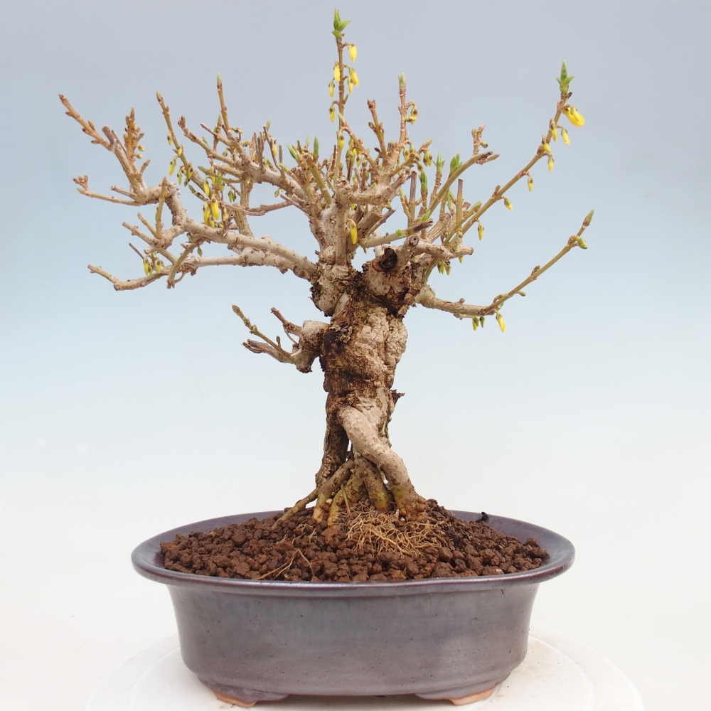 Outdoor bonsai - Zlatice - Forsycja koreańska