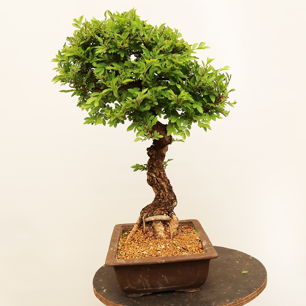 Bonsai na świeżym powietrzu - Zelkova - Zelkova NIRE