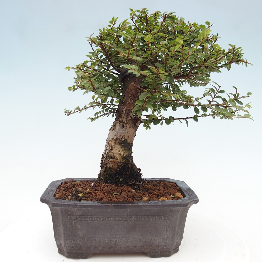 Bonsai zewnętrzne - Ulmus parvifolia Hokkaido - wiąz chiński