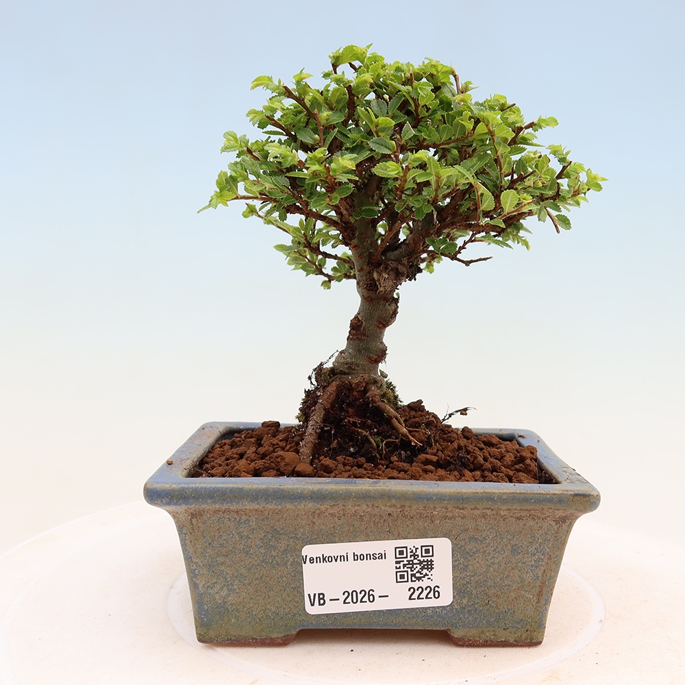 Bonsai ogrodowe – Ulmus parvifolia Sagei – wiąz drobnolistny