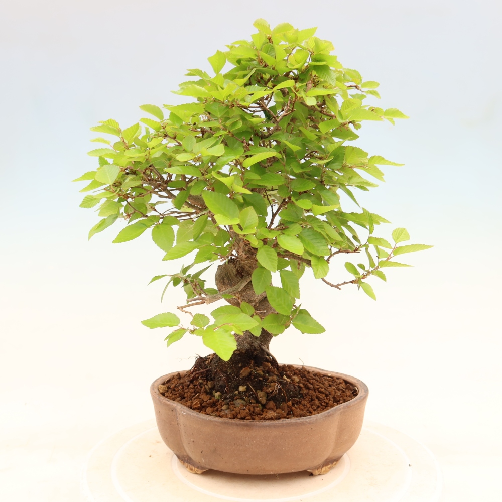 Outdoor bonsai - Carpinus coreana - grab koreański