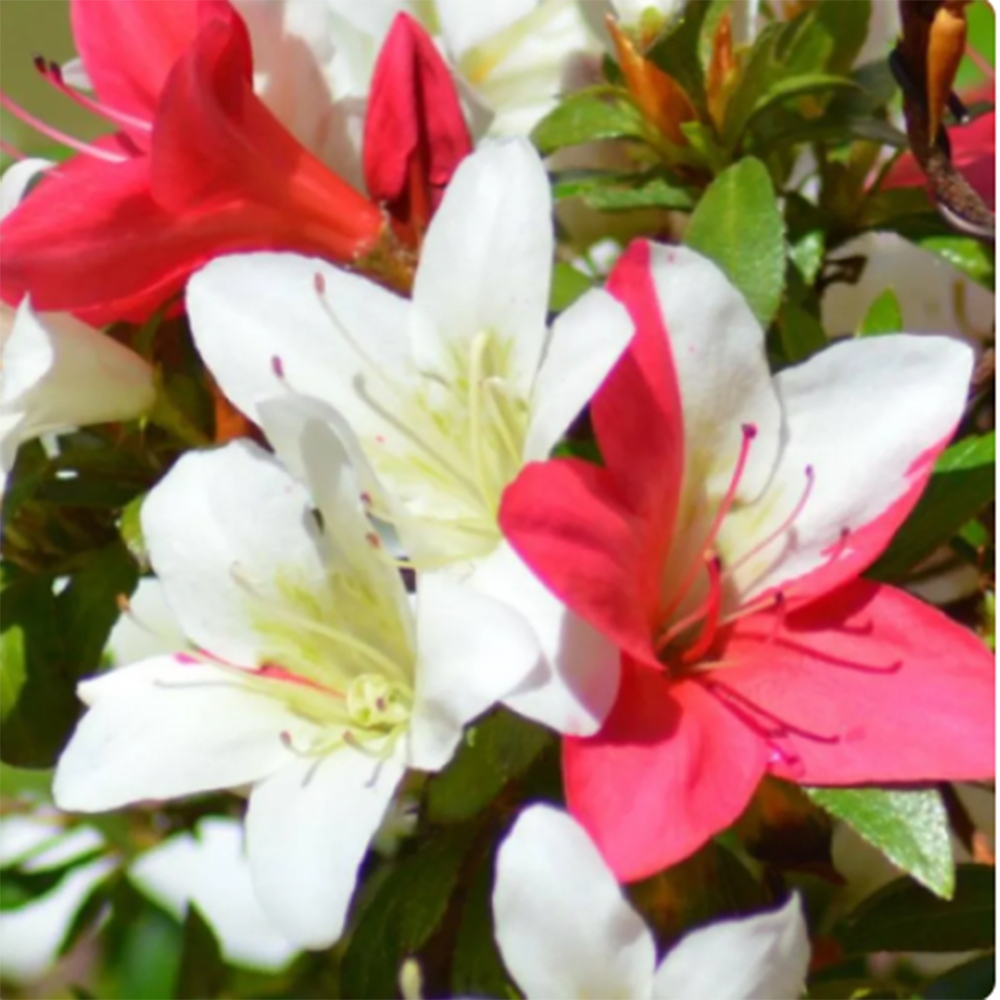 Bonsai zewnętrzne - Azalia japońska - Azalia CHIHIRO