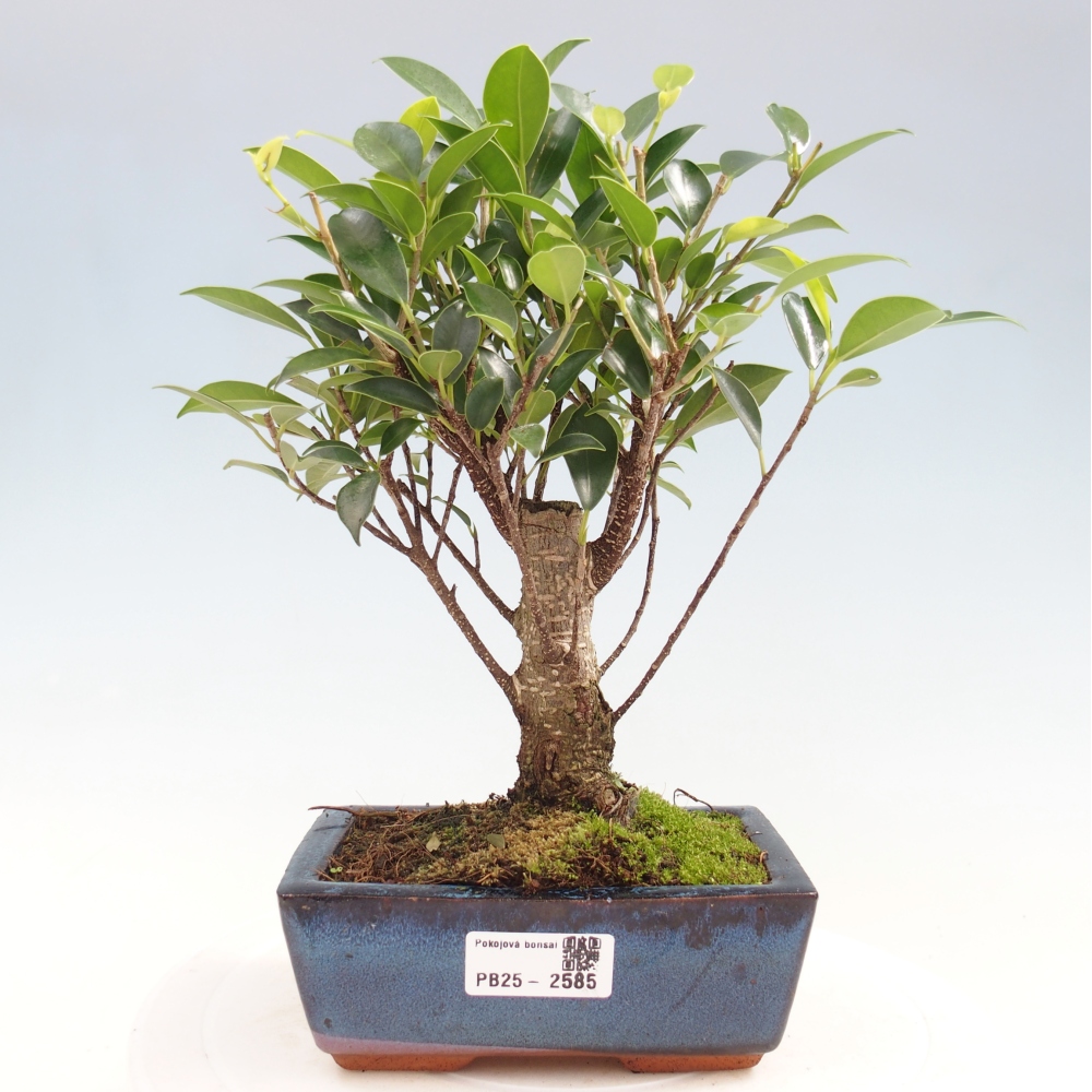 Bonsai wewnętrzne - Ficus retusa - figowiec drobnolistny