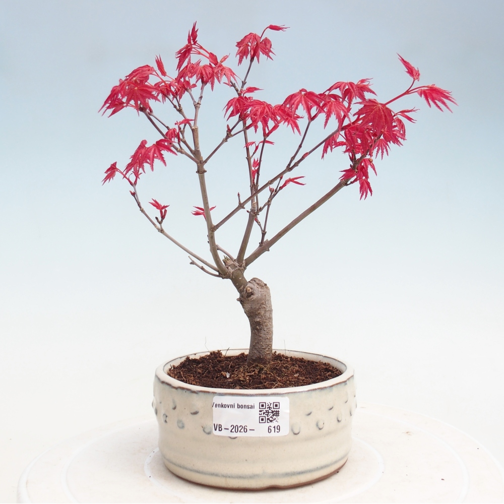 Outdoor bonsai - dlanitolistý klon - Acer palmatum DESHOJO