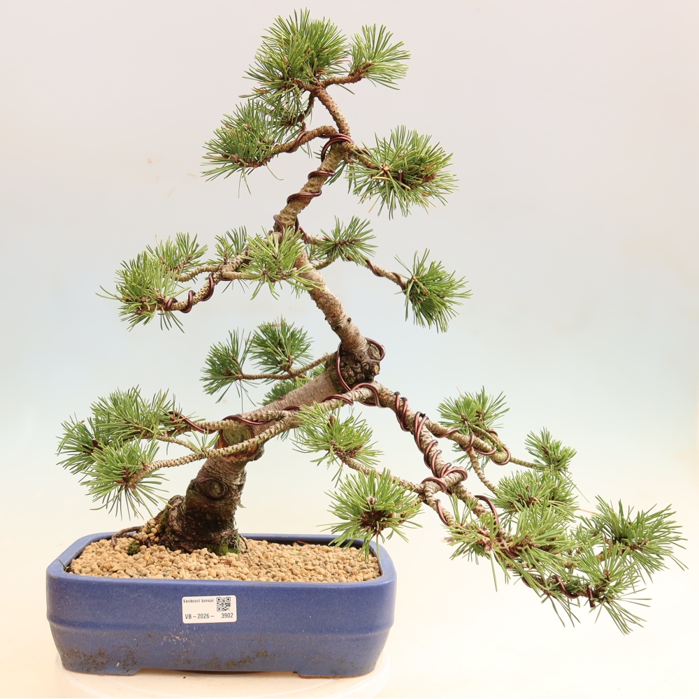 Bonsai ogrodowe – Pinus mugo Humpy – sosna karłowata
