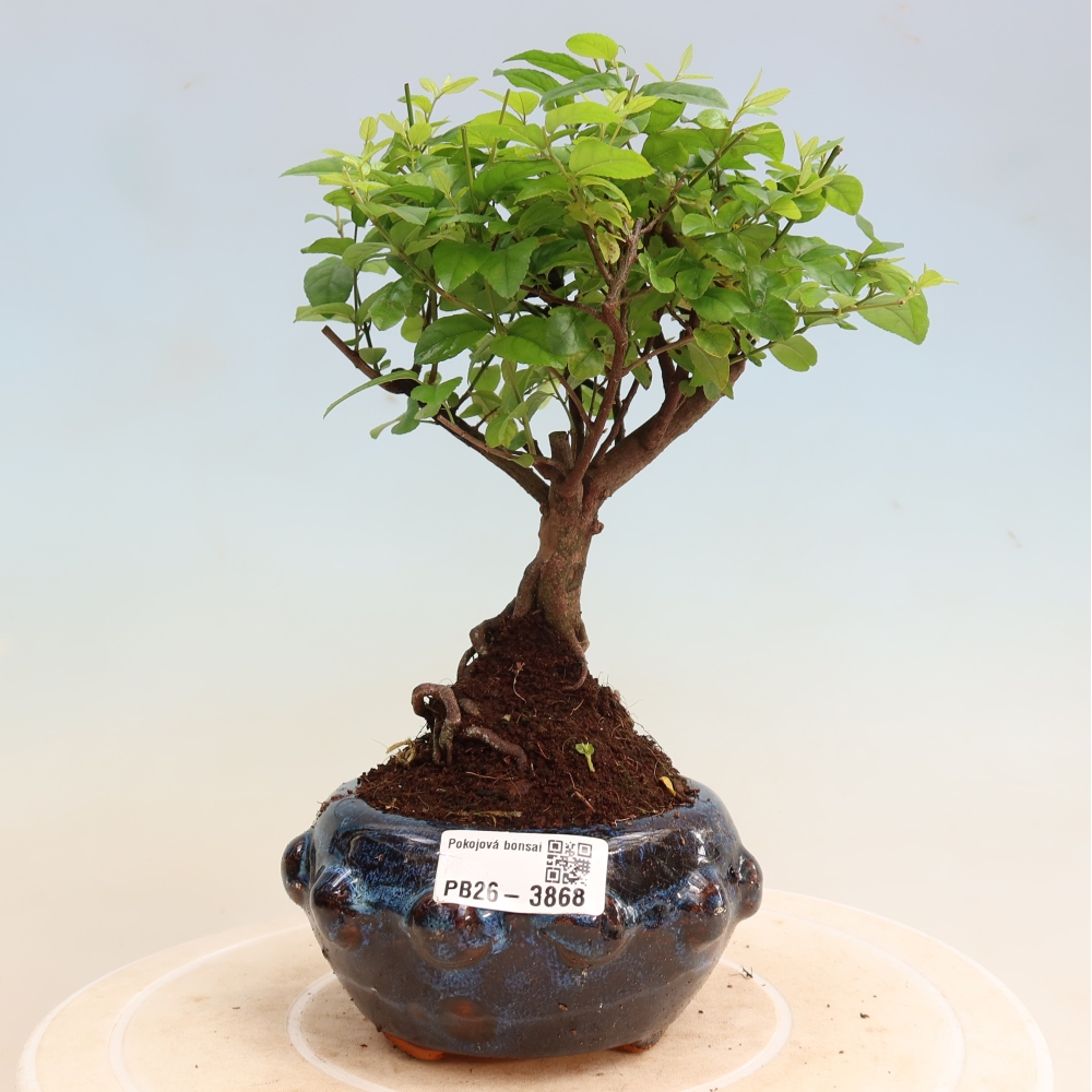 Bonsai pokojowe - Sageretia thea - Sageretia thea
